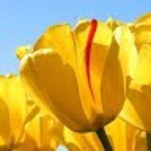 Meet your Posher, Patty